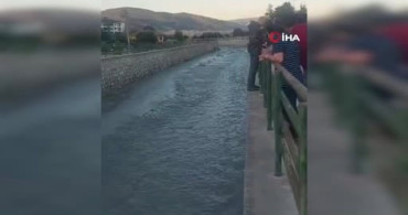 Çivril çayına düşen yavru kedi itfaiye ekipleri tarafından kurtarıldı