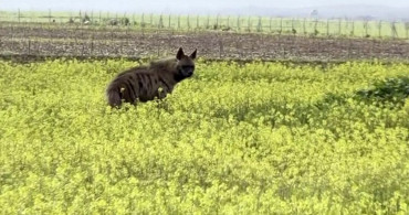 Çizgili Sırtlan Sarı Çiçekler Arasında Görüntülendi