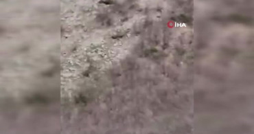 Çoban Köpeği ve Ayı Karşılaşması Gündemde