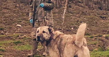 Çoban Köpekleri: Sürünün Sadık Koruyucuları