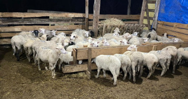 Çocukluk Hayallerini Gerçekleştiren İki Girişimci Sinop'ta Küçükbaş Hayvan Yetiştiriciliği Başlattı