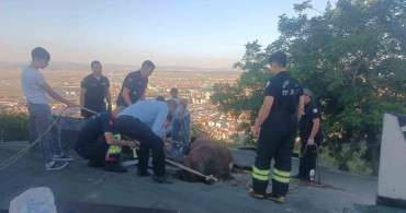 Çöken çatıda mahsur kalan inek itfaiye ekiplerince kurtarıldı