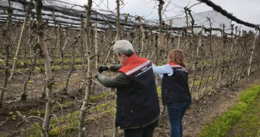Çorlu’da Kahverengi Kokarca ile Mücadele Başlatıldı