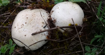 Çorum'da 5 Kişi Mantardan Zehirlendi