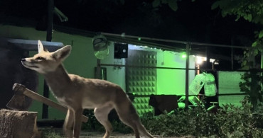 Çorum'da bir vatandaş bağ evinin bahçesindeki tilkiyi elleriyle besledi