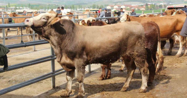 Çorum'da Kurban Bayramı İçin Hayvan Pazarı Hareketliliği