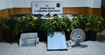 Çorum'da Uyuşturucu Bitki Üreticilerine Operasyon