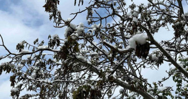 Çorum'da Zirai Don Tehlikesi Uyarısı