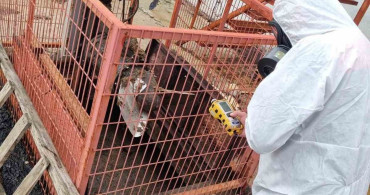 Çorum'daki Çiftlikte Gaz Sızıntısı İhbari İncelendi