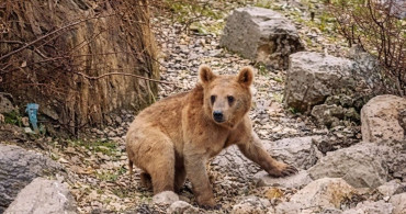 Çukurca'da Ayıların Mahalleye İnişi