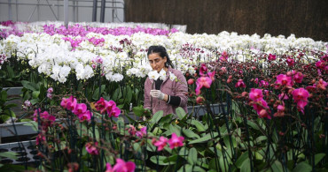 Çukurova'da Sevgililer Günü Çiçek Hazırlıkları