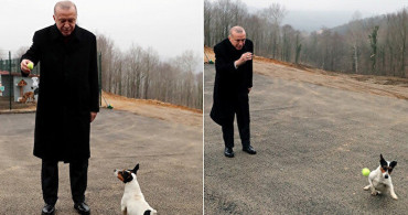 Cumhurbaşkanı Erdoğan, Hayvan Barınağının Maskotu 'Maylo' İle Top Oynadı