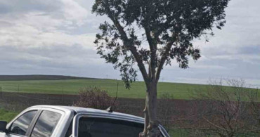 D100 Karayolunda Şaşırtan Zeytin Ağacı Taşıyan Pikap