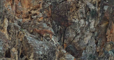 Dağ Keçileri Otoyol Kenarında Görüntülendi