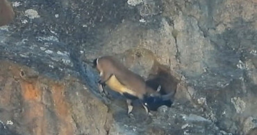 Dağ Keçisi Cesaretiyle Dikkat Çekti