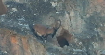 Dağ Keçisi Dar Mağaraya Girdi
