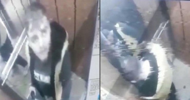 Damacanaya İdrarını Yapan Sucu Serbest Bırakıldı