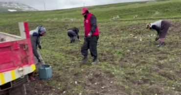 Damal'da Köylüler Ekime Hazırlanıyor
