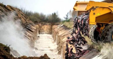 Danimarka'da Koronavirüs Bulaşan Kediler İtlaf Edildi