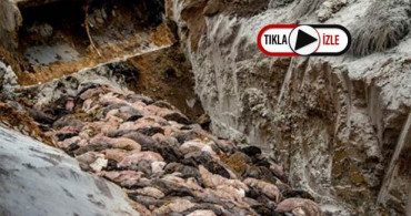 Danimarka'da Telef Edilen 17 Milyon Vizon Şimdi de Mezardan Çıkarılıp Yakılacak