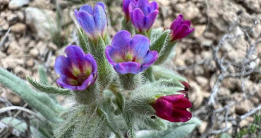 Darende Florası Projesi Saha Çalışması Tamamlandı