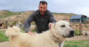 Değişken Hava Koşulları Kangal Köpeklerini Etkiliyor