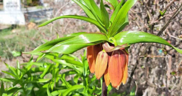 Değişören Mahallesi'nde Ters Lalelere Özen Gösteriliyor