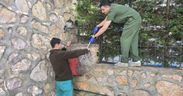 Demir korkuluklara takılan kirpi, tedavi altında