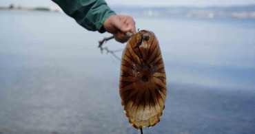 Denizde Pusula Denizanasına Dikkat