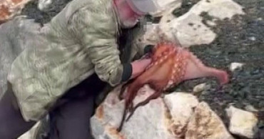 Denizden Toplanan Dev Ahtapot: İzmir'de Şaşırtan Anlar