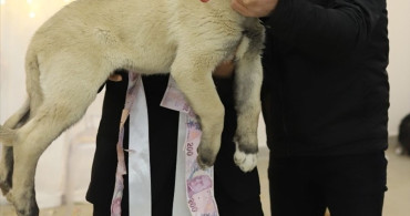 Denizli Düğününde Geleneksel Olmayan Hediye: Çoban Köpeği
