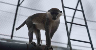 Denizli'de Firari Maymun İkinci Kez Yakalandı ve Koruma Altına Alındı