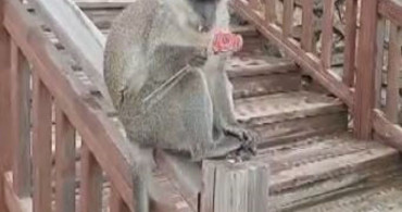 Denizli'de Firari Maymun Seyir Tepesi'nde Görüntülendi