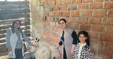 Denizli'de Hayvancılığa Destek: 43 Üreticiye Koyun ve Koç Desteği