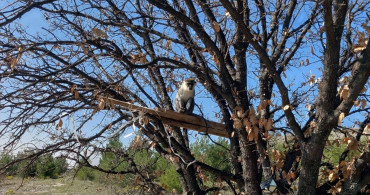 Denizli'de İkinci Maymun Koruma Altında