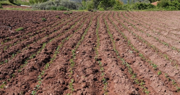 Denizli'de Kale Biberi Fideleri Toprakla Buluştu