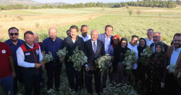 Denizli'de kekik hasat töreni gerçekleştirildi