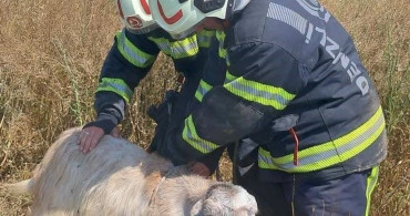 Denizli'de kuyuya düşen koyunları itfaiye kurtardı