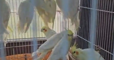 Denizli'de Petshop Denetimlerinde 164 Hayvana El Konuldu