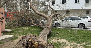 Denizli'de Şiddetli Rüzgar Hayatı Olumsuz Etkiledi