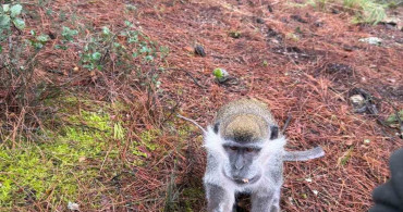 Denizli'deki Firari Maymunların Gizemi Ortaya Çıktı