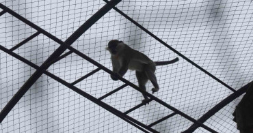 Denizli'den Konya'ya Göç Eden Örümcek Maymunu