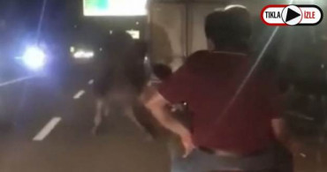 Deveye Eziyet: Kamyonete Bağlayıp Sürüklediler