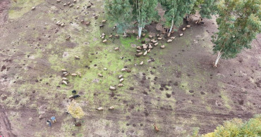 Devlet Desteğiyle Hayvancılığa Devam Eden Leyla Ülgü'nün Hikayesi