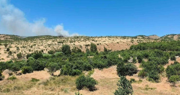 Dicle'de ağaçlık alanda yangın paniğe neden oldu