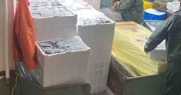 Didim'de Hamsi Kotası Denetimleri Devam Ediyor