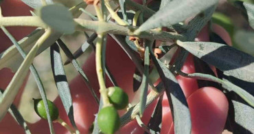 Didim'de Zeytin Üreticilerine Zeytin Güvesi İlaçlama Uyarısı