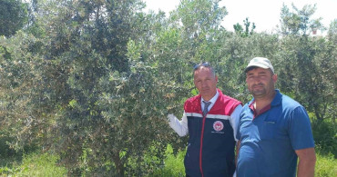 Didim'de Zeytin Verim Tespiti İçin Çalışmalar Başladı