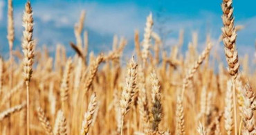 Diyabetlilere Müjde! Gluten Oranı En Düşük Besin