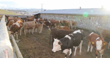 Diyadin'de Besicilik: Geçim Kaynağı ve Sürdürülebilirlik
